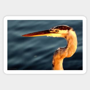 Golden Heron Sticker